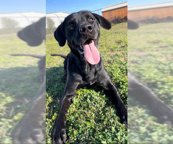 Medium Photo #2 Labrador Retriever Puppy For Sale in Rosenberg, TX, USA