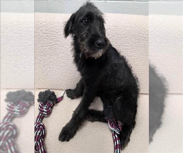 Medium Photo #1 Labradoodle Puppy For Sale in Grovetown, GA, USA