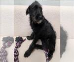 Small Labradoodle