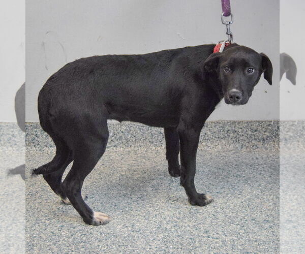 Medium Photo #3 Borador Puppy For Sale in Huntley, IL, USA