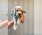 Small #3 Cock-A-Poo