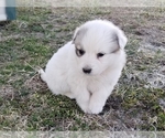 Small Photo #5 Great Pyrenees Puppy For Sale in CLARK, MO, USA