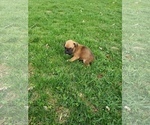 Small Photo #1 Boxer Puppy For Sale in HILLSVILLE, VA, USA