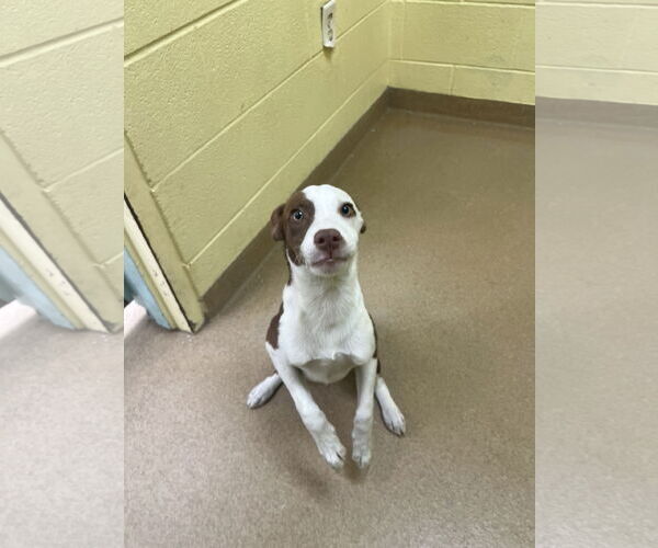 Medium Photo #3 Border Collie-Pointer Mix Puppy For Sale in Rockaway, NJ, USA
