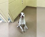 Small #2 Border Collie-Pointer Mix