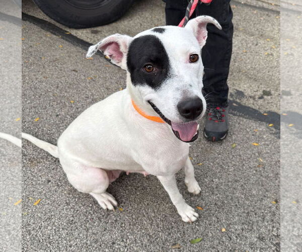 Medium Photo #1 American Pit Bull Terrier Puppy For Sale in GILBERTS, IL, USA
