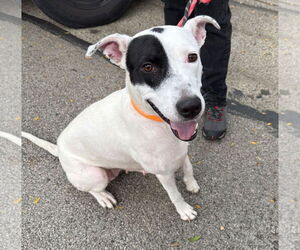 American Pit Bull Terrier Dogs for adoption in GILBERTS, IL, USA