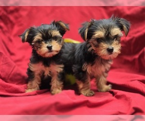 Yorkshire Terrier Puppy for sale in CORNERSVILLE, TN, USA