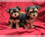 Image preview for Ad Listing. Nickname: precious