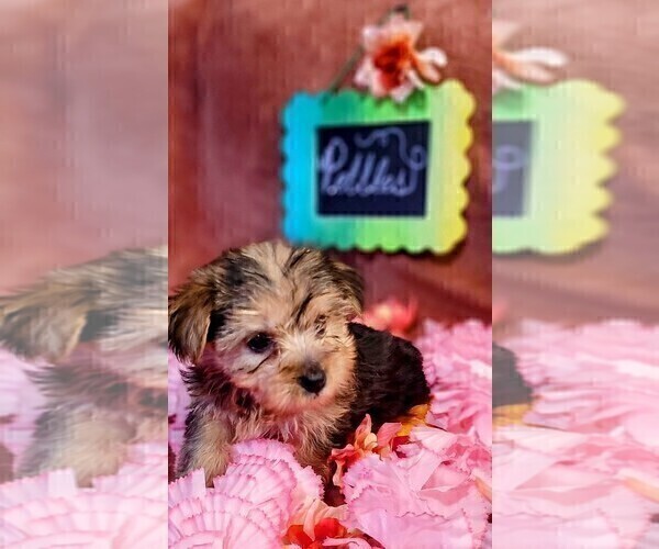 Medium Photo #8 Yorkshire Terrier Puppy For Sale in AKRON, OH, USA