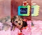 Small #7 Yorkshire Terrier