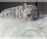 Small #3 French Bulldog