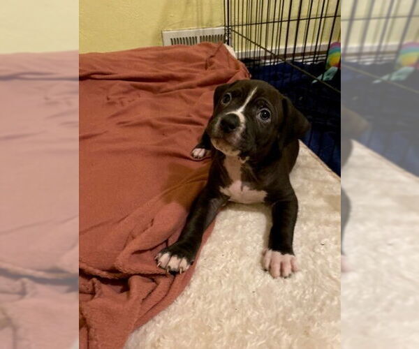 Medium Photo #1 American Staffordshire Terrier-Boxer Mix Puppy For Sale in Springdale, PA, USA