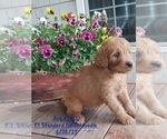 Small Photo #7 Goldendoodle Puppy For Sale in TOPEKA, IN, USA