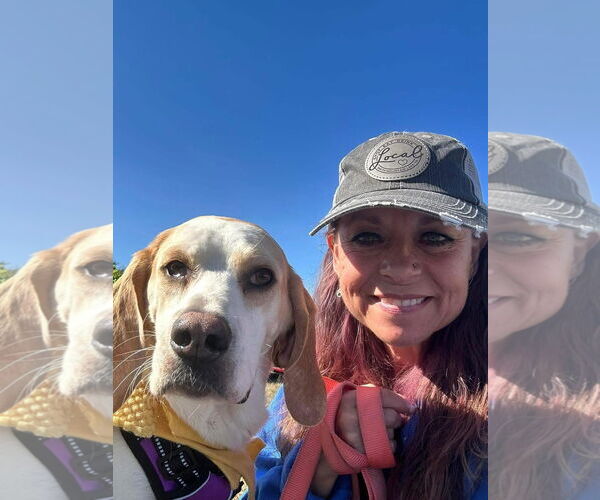 Medium Photo #1 Beagle-Unknown Mix Puppy For Sale in Bedford, VA, USA