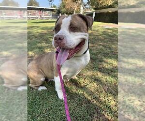 American Bulldog Dogs for adoption in Riverside, CA, USA