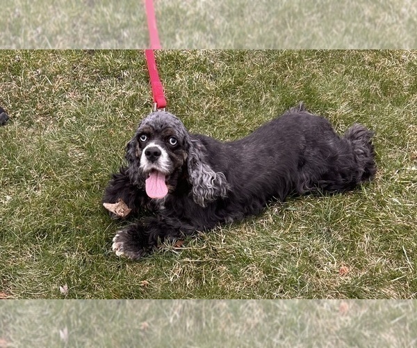Medium Photo #1 Cocker-Pei Puppy For Sale in MIDDLEBURY, IN, USA