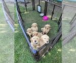 Small Photo #15 Golden Retriever Puppy For Sale in COVENTRY, RI, USA