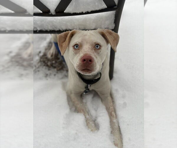 Medium Photo #5 Labrador Retriever-Unknown Mix Puppy For Sale in Brewster, NY, USA