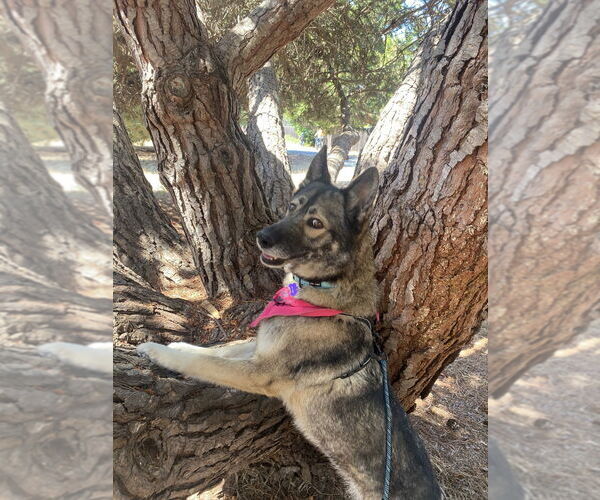 Medium Photo #6 German Shepherd Dog Puppy For Sale in Salinas, CA, USA