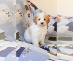 Small #7 Goldendoodle (Miniature)