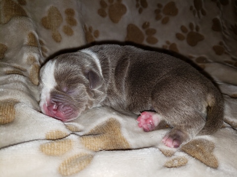Medium Photo #1 Olde English Bulldogge Puppy For Sale in GLASCO, NY, USA
