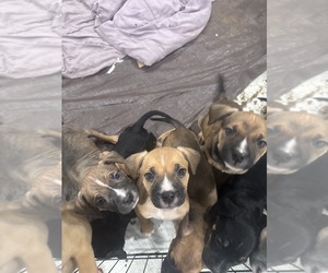 American Pit Bull Terrier-Black Mouth Cur Mix Puppy for sale in QUAKER HILL, CT, USA