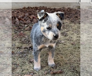 Australian Cattle Dog Puppy for sale in ROCKWALL, TX, USA