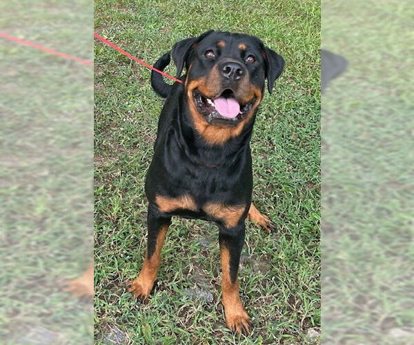 Medium Photo #2 Rottweiler-Unknown Mix Puppy For Sale in Wetumpka, AL, USA