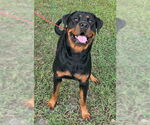 Small #1 Rottweiler Mix
