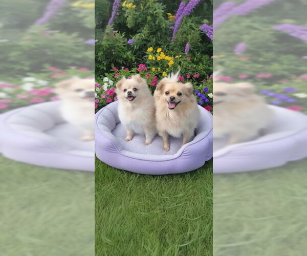 Medium Photo #2 Shiranian Puppy For Sale in Weston, FL, USA