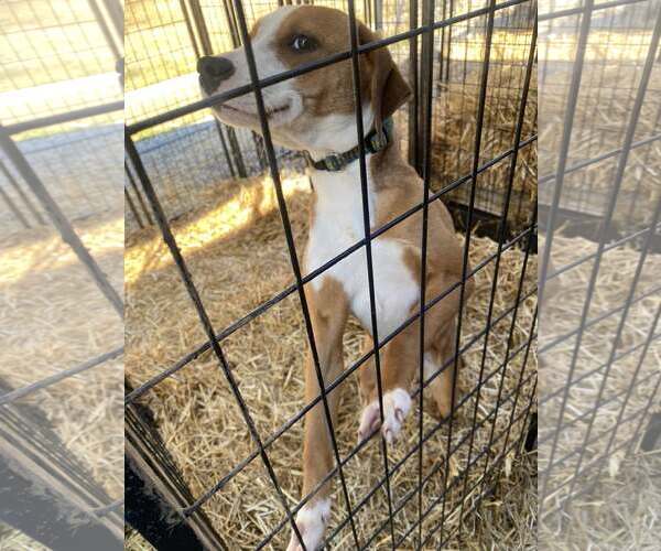 Medium Photo #9 Labbe Puppy For Sale in Attalka, AL, USA