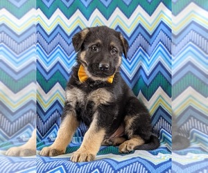 German Shepherd Dog Puppy for sale in LINCOLN UNIVERSITY, PA, USA