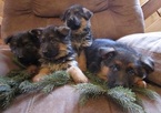 Small Photo #4 German Shepherd Dog Puppy For Sale in CURTISS, WI, USA