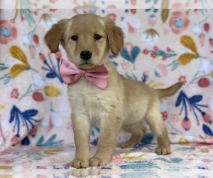 Golden Retriever Puppy for sale in LANCASTER, PA, USA