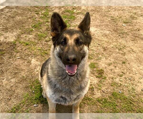Medium Photo #3 German Shepherd Dog-Unknown Mix Puppy For Sale in Orange, CA, USA