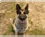 Small #2 German Shepherd Dog Mix
