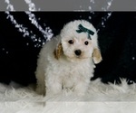 Small #2 Maltipoo (Miniature)