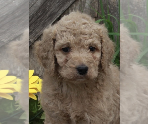 Medium Photo #2 Goldendoodle Puppy For Sale in FREDERICKSBURG, OH, USA