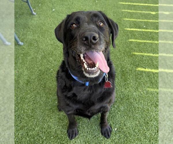 Medium Photo #1 Labrador Retriever Puppy For Sale in San Diego, CA, USA