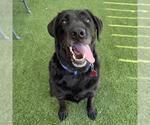 Small Labrador Retriever