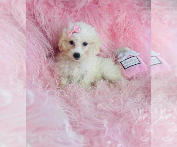 Medium Photo #2 Poodle (Miniature) Puppy For Sale in MIAMI, FL, USA