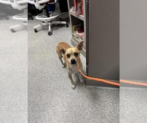Chihuahua-Unknown Mix Dogs for adoption in Pasadena, TX, USA