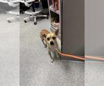 SLINKY - Male Chihuahua-Unknown Mix Dog for Adoption - Small photo