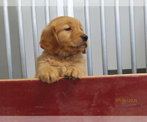 Medium Photo #4 Golden Retriever Puppy For Sale in THORP, WI, USA