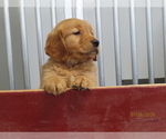 Small #3 Golden Retriever