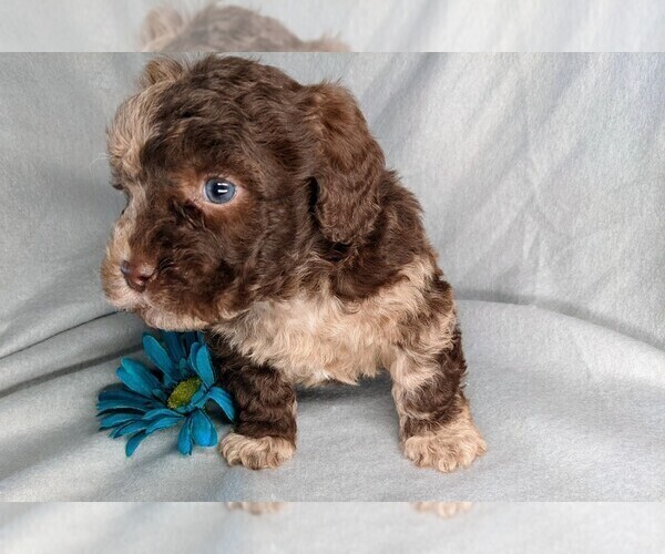 Medium Photo #10 Miniature Labradoodle Puppy For Sale in SYRACUSE, IN, USA