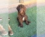 Small #2 Poodle (Standard)