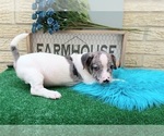 Small Photo #7 French Bullhuahua Puppy For Sale in CARTHAGE, TX, USA