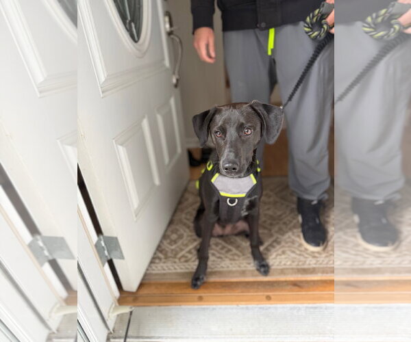 Medium Photo #3 Labrador Retriever-Unknown Mix Puppy For Sale in Rockaway, NJ, USA